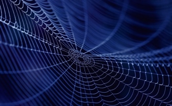 How Can Spider Silk Help Us Heal Wounds?