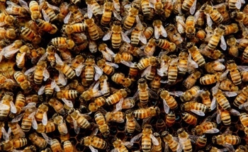 How Can a Bee Colony Algorithm Predict the Life Cycle of Rubber Products?