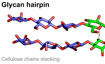 Carbohydrate Sequence Folds into a Stable Secondary Structure