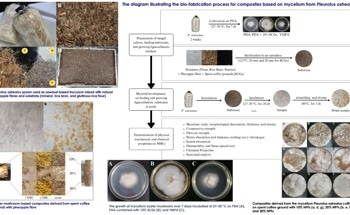 Mycelium-Based Composites Redefine Sustainable Materials