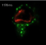 Carl Zeiss’ Light Sheet Fluorescence Microscope Images Zebrafish Heart 