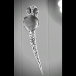 Lightsheet Z.1 Fluorescence Microscope Images Zebrafish Embryo from any Angle