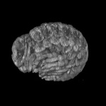 卡尔蔡司的Lightsheet Z.1荧光显微镜图像海洋片脚类动物