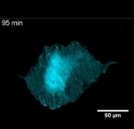 卡尔蔡司的Axio考官显微镜图像大鼠胚胎成纤维细胞