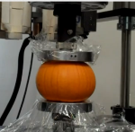Compression Test on Pumpkins Using Instron Machine