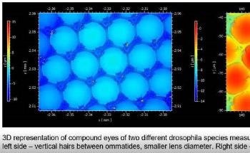 The One-Minute-Way to fly's eyes morphology - Optical Profilometry provides topography of Drosophila's compound eye