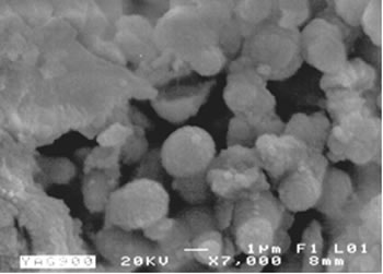 AZoJoMo – AZoM Journal of Materials Online : SEM image of powders calcined at 900ºC for 1 hour.