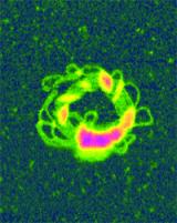 Nonviral gene delivery with condensed DNA and a polymer. Orangeviolet globules of polyethylenimine (PEI), a cationic polymer, stabilized circular bundles of yellow-green DNA loops in a five kilobase plasmid. Unfixed molecules were imaged in TappingMode in 15mM salt solution.