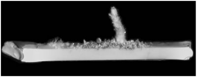 AZoJoMo – AZoM Journal of Materials Online - Photographs of the cluster of ZnO crystals on a ZnO ceramic bar after electric current heating with thermite reaction. The cluster grew under a current density of 70 A/cm2 in several oxygen partial pressures.Po2 = 20 kPa