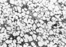 AZoJomo - AZoM Journal of Materials Online - Microstructures  of spherical and dendritic crystals of AC4CH alloy specimens;