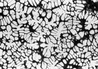 AZoJomo - AZoM Journal of Materials Online - Microstructures of Al-17%Cu specimens without stirring.