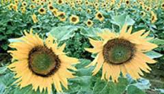 AZoM - Metals, Ceramics, Polymer and Composites : Rubber from Sunflowers